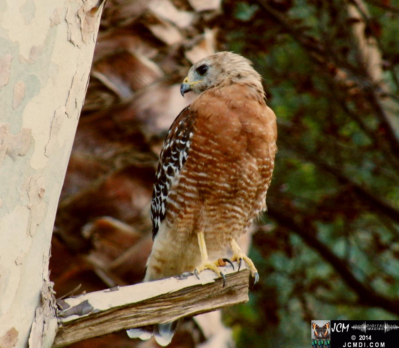 Still image of Red-Shouldered Hawk eating an Alligator Lizard � from the YouTube video